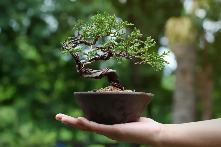 Jak se starat o bonsai: Podrobný návod na pěstování vnitřních i venkovních bonsají