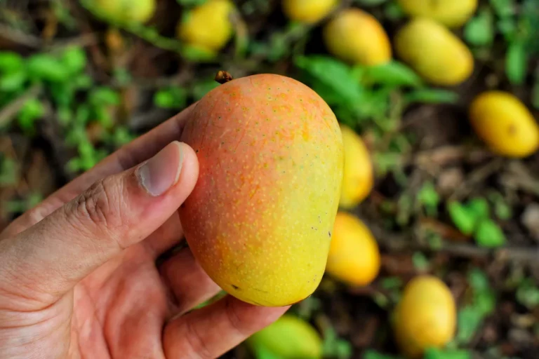 Jak vypěstovat mango z pecky třemi způsoby