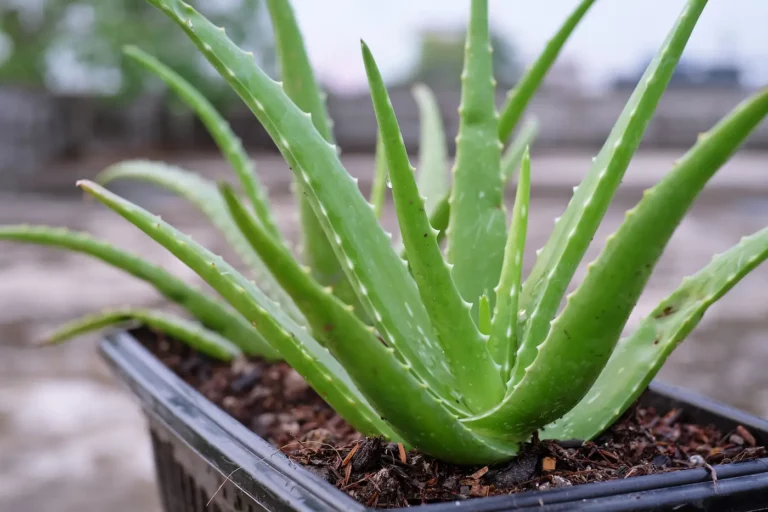 Jak poznat pravou aloe vera + tipy na použití a pěstování